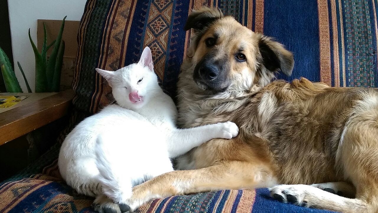 Cada guía que compras nos permite seguir rescatando